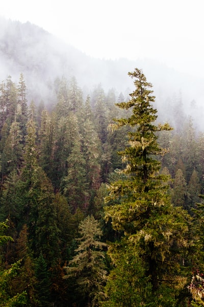 多雾的山附近的树木
